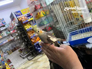  5 طير كوكتيل