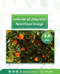  4 شتلات وأشجار البرتقال والحمضيات من مشتل الأرياف  أسعار منافسة نارنگی /  میندر کا درخت orange tree