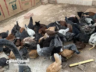 8 دجاج  للبيع