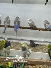  5 أزواج بادجي أنجلش