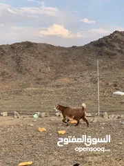  3 للبيع شاه عمانيه أموره عسل