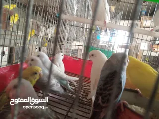  18 عصافير توكتيل جوز عصافير حب مخاليف