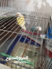  3 طيور للبيع