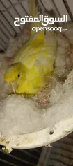  6 كنار للبيع او للبدل