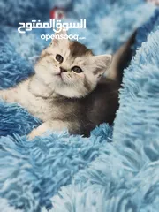  1 انثى سكوتش ستريت ، sc 11 من اندار الانواع و احلااهم شورت هير