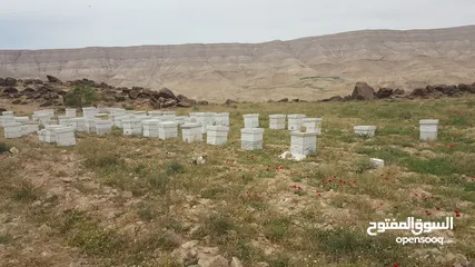  8 عسل طبيعي حر 100%