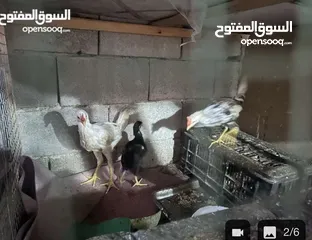  2 دجاجتين و2 ديوجه للبيع عرب عمر شهرين
