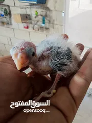  7 فراخ كوكتيل للزق اليدوي