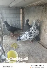  25 11 جوز مساويد، كشامره هومرات محيرات بواز مزهورات اسطنابله