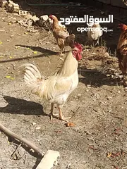  16 دجاج للبيع
