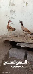  16 مجموعة طيور دجاج باكستاني ميوالي العدد 4  ودجاج دياكه الكوشن  العدد 2 وديك باكستاني ودجاجه باكستانيه