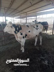  4 عجل بلدي اضحيه للبيع