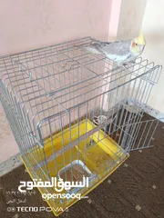  8 طائر كوكتيل اليف 100% مع قفص كاسكو