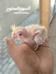  2 cockatiel chicks