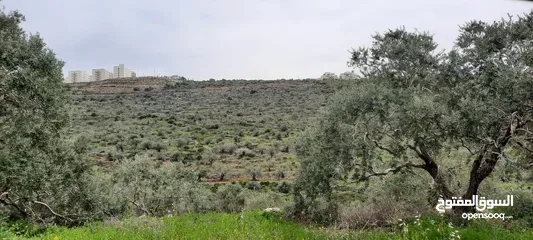  9 Land for Sale – Marda, Salfit (13.8 Donums)  أرض للبيع – مردة، سلفيت (13.8 دونم)