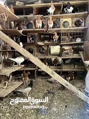  1 حمام زواج زق