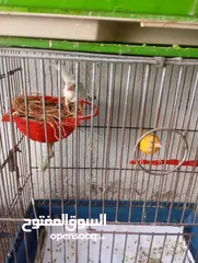  2 أكثر من 14جوز  موجود أكثر من20مخلف