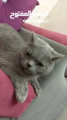  2 قطه بريطانيه شارتروه جميله هادئة ومحبه ورفيقه للمنزل