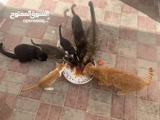  1 قطاو   ماعندنا وكت لتربيتهم