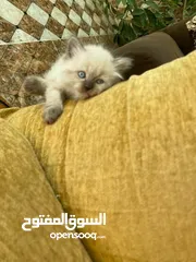  6 5 قطط مكس للبيع