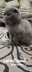  2 ذكر بريتش بلو للتزاوج