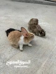  2 أرانب حجم صغير الحبه\