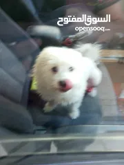  3 Maltese dog 4sale 35JD أقرء الوصف