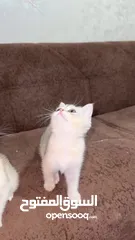  3 بسس سكوتش ستريت للبيع