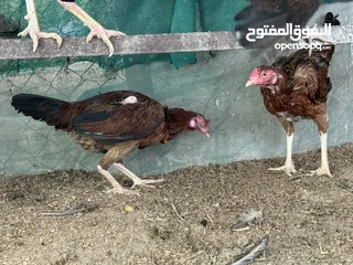  12 ديك دجاج باكستاني