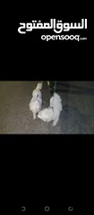  3 انثى فرنش تيرير للبيع عمرها 3 سنوات