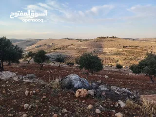  4 مزرعة لقطة مميزة مشجرة جرش دحل مساحة 3دونمات ونصف