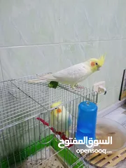  5 ذكر كوكتيل لاتينو ثوب كامل حجم جامبو عمر سنتين ونصف نصف أليف يصفر تصفيرات كتيرة جاهز للتزاوج
