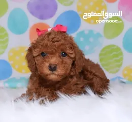  1 Toy Poodle