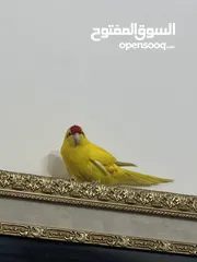  3 شقه للبيع مساحه 166