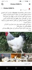  6 بيض دجاج ساكسو الانجليزي البياض البزرهالاصليه