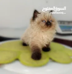  4 كتن  هملايا شوكلت بيور عمر شهرين ذكر وانثى