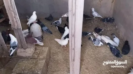  4 حمام للبيع نخب اول