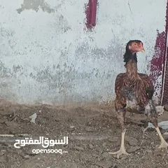  3 ديكين وفرختين باكستاني ب 50 دينار فقط