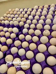  3 بيض بلدي بيتي طازج / organic daily fresh eggs