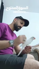  8 ببغاء دره البينو ابيض عين حمرا اليف جدا ما عندو عض نهائيا ثوب كامل جناح كامل محجل بداية كلام عمر صغي