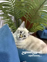  2 قط سكوتش للبيع ذكر رمادي  مع الانثى