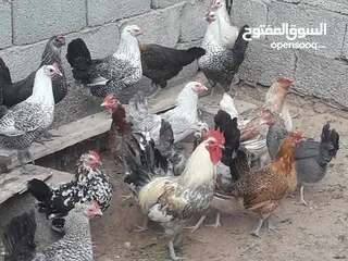  4 دجاج عربي عتاتيق ايدحي