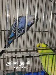  15 طائران من طيور الحب ( البادجي ) عرض جديد
