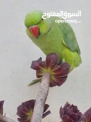  1 ترويض وتدريب ببغاء الدرارة الهندي الشرس ببغاء صيد خلال شهر فقط