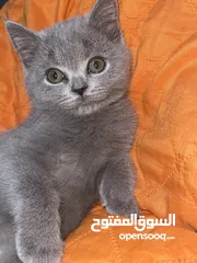  1 قطة سكوتش فولد