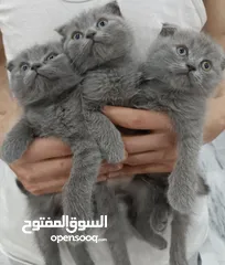  3 قطط سكوتش فولد شورت هير العمر 55 يوم بسعر ممتاز