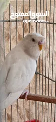  4 طيور حب [بادجي] 2 متوالفات و نشاط و نظافه تبارك الله .........