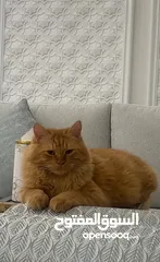  1 Missing orange cat in alshammkah(الشامخة)