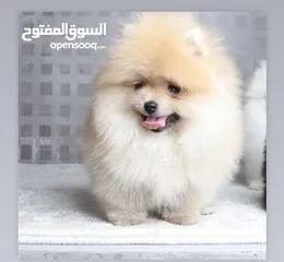  2 بومرينيان ذكر وثنية