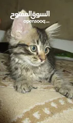  8 Kittens for sale